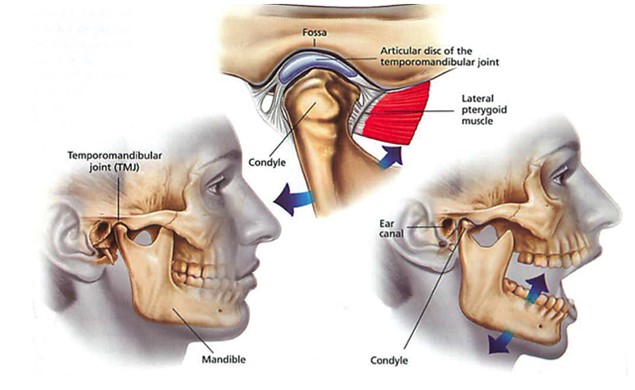 Gnatobotologia