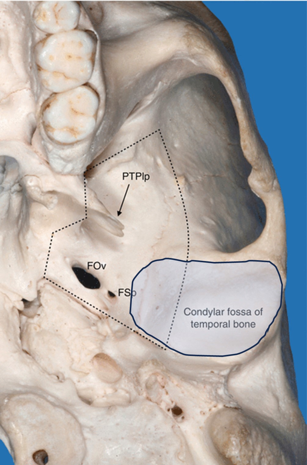 Gnatobotologia