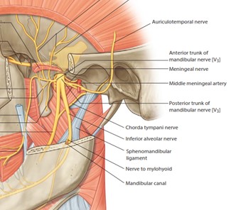 Gnatobotologia