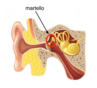 Gnatobotologia